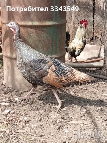  Чифт пуйки , снимка 3 - Кокошки и пуйки - 54180063