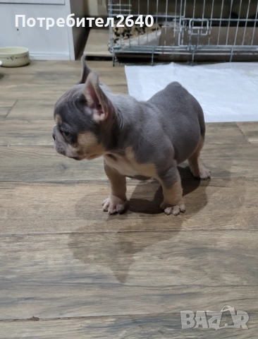 Френски булдог лилак тан (lilac tan), снимка 3 - Френски булдог - 54724266