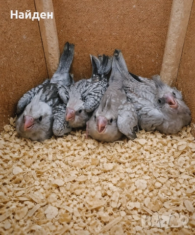 Продавам Корели, снимка 2 - Папагали - 54073988