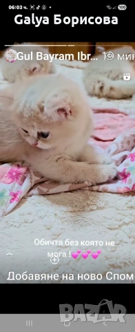 Британска котка  лилаво злато