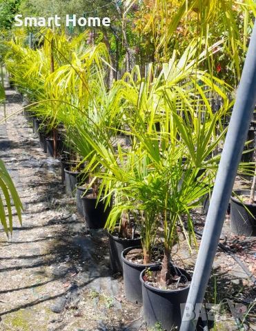 Палми Трахикарпус , Trachycarpus fortunei, снимка 9 - Градински цветя и растения - 54668092