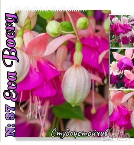 Фуксия за Градината и Балкона , снимка 7 - Градински цветя и растения - 54220620