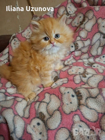 Уникално персийско котенце , снимка 3 - Персийска - 54730781