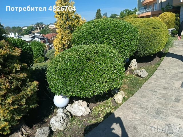 косене на трева оформене храсти