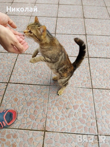 Подарявам две котки