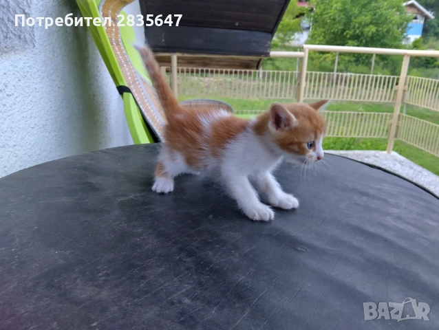 4-ри страхотни котенца!, снимка 2 - Други - 54745700