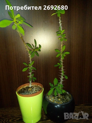 Исусов венец червено към розово, снимка 2 - Стайни растения - 45435468