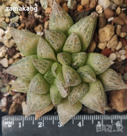 Хавортия хибрид (Haworthia Hybrid) сукулент