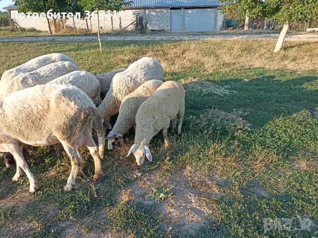Продавам женски агнета