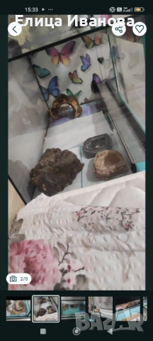 Леопардов гекон+ терариум/ оборудване 