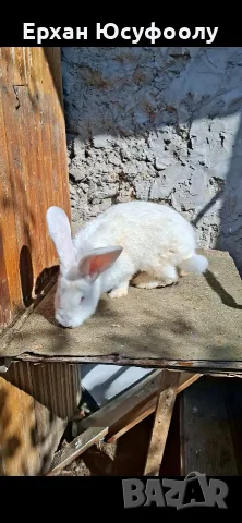Зайчетаааааааааа