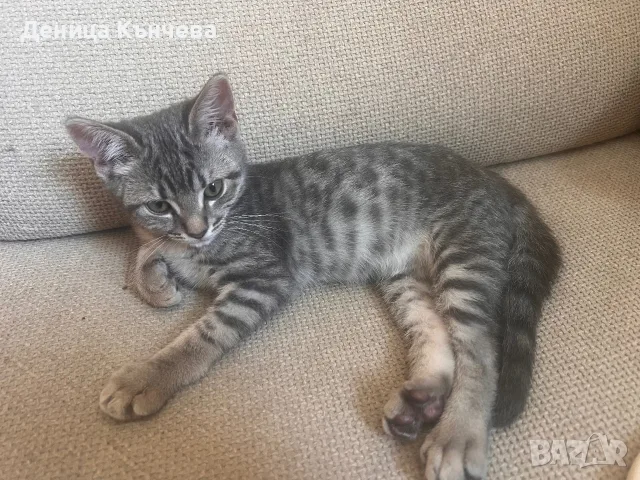 Шотландски клепоухи правоухи котета британски котки, снимка 4 - Британска късокосместа - 55301491