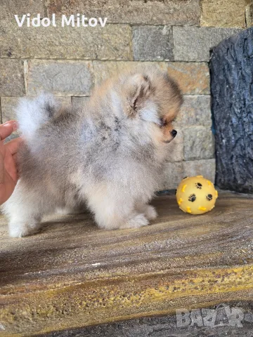 Мини Померан момче 