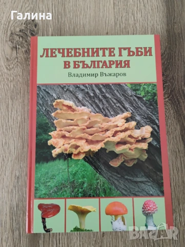 Лечебните гъби в България