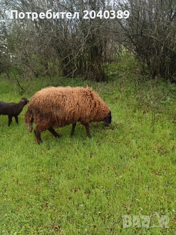 Миналогодишен скопен коч , снимка 8 - Овце - 54044771