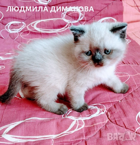 Шотландско мъжко Скоттиш Страйт , снимка 11 - Британска късокосместа - 54371287