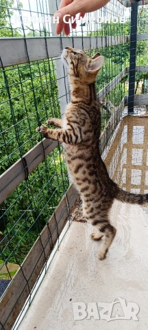 Бенгалски котета
