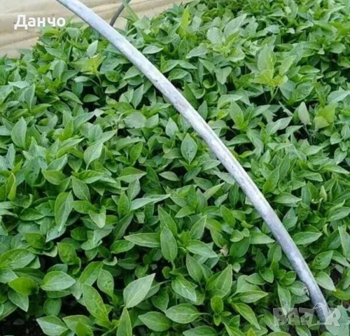 Продавам готов разсад домати краставици и др. , снимка 4 - Разсади - 52299966