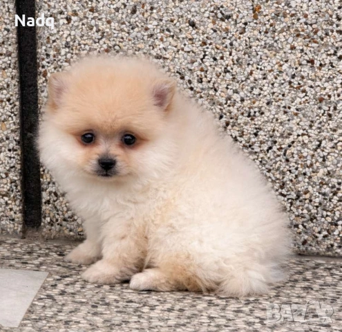 Померан , снимка 2 - Померан - 53987522