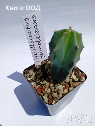 Myrtillocactus geometrizans 5.5cm €3,50, снимка 2 - Стайни растения - 54736111