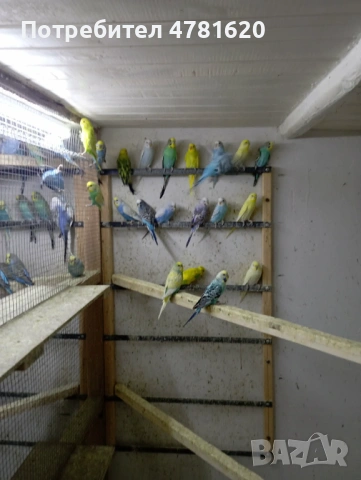 Вълнисти папагали, снимка 5 - Папагали - 54019154