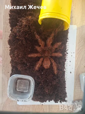 Продавам мъжка Theraphosa blondi, снимка 3 - Други - 55359469