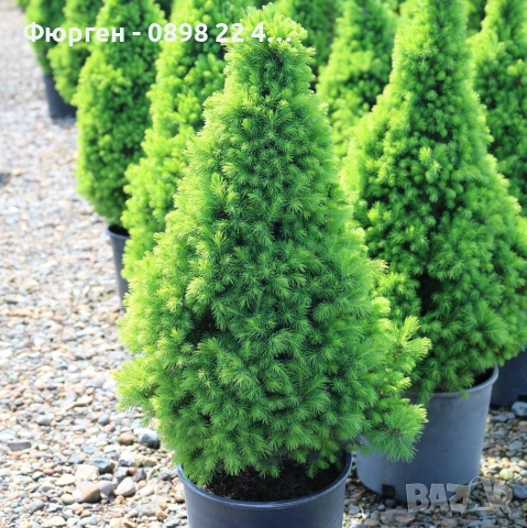Мини Смърч Коника (Picea glauca 'Conica'), снимка 10 - Разсади - 55226383