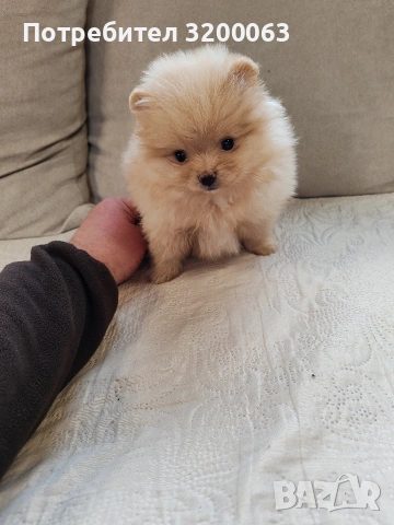 Померан мини женско., снимка 6 - Померан - 53913386
