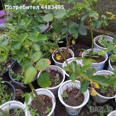 Млади насаждения розички , снимка 2 - Градински цветя и растения - 55268670