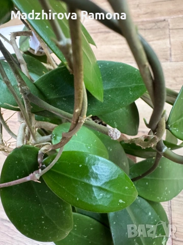 Hoya Хоя Parasitica Gps 206, снимка 6 - Стайни растения - 54569465