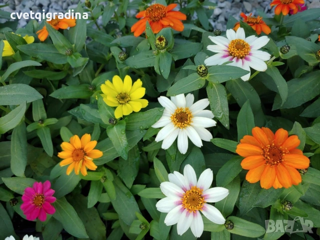 Zinnia angustifolia / Циния нискостеблена