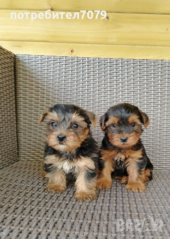 Йоркширски териер 