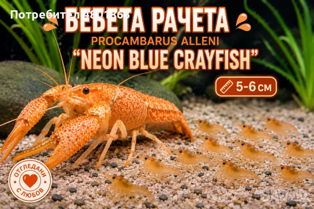 Бебета рачета Procambarus Alleni