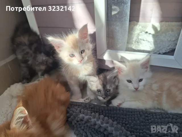 Котенца Мейн Куун , снимка 7 - Мейн кун - 55512481