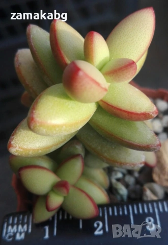 Красула (Crassula nudicaulis), сукулентно растение