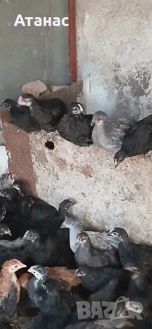 Гащати и селски пилета.Кокошки и млади ПЕТЛЕТА. , снимка 5 - Кокошки и пуйки - 55687870