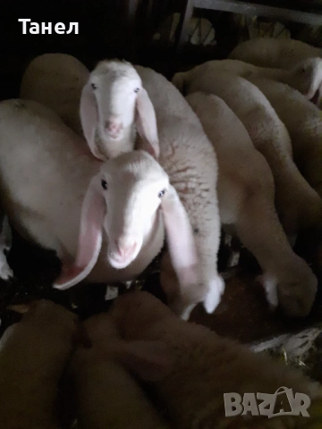 Овцеферма продава агнета и овце 