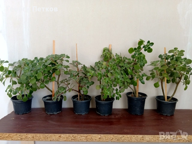 Дърво на Парите, снимка 3 - Стайни растения - 53636434