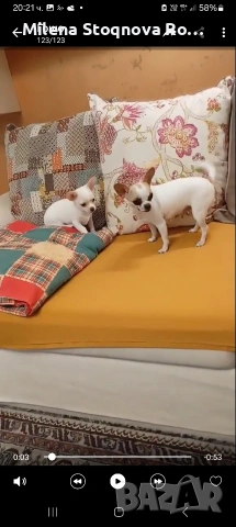 чихуахуа