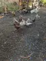 продавам кокошки , снимка 2