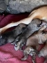 продавам малки кученца Кане Корсо пясъчни и кафеви., снимка 2