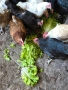 продавам кокошки и петли, снимка 5
