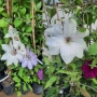 Кралски Клематис  (Clematis ) Микс (Едри цветове) – Готови за засаждане!Пазарджик с доставка до дома, снимка 5