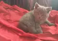 Британски сини късокосмести котенца търсят своите нови домове, снимка 2