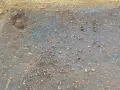 Брадва кривица с печат , снимка 5