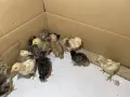 Пилета шведски исабар  и великденска носачка , снимка 6