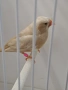 Амадинки джъмбо , снимка 5