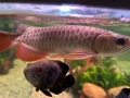 Arowana RTG, снимка 9