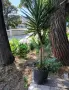 Продавам палма Юка / Yucca, 25 годишна, 1.7 м. височина, снимка 1