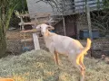 Продавам две женски кози и две женски млади ярета, снимка 3
